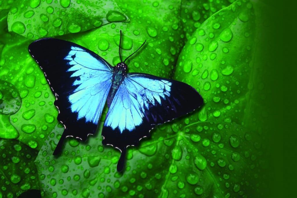 blue butterfly and leaf