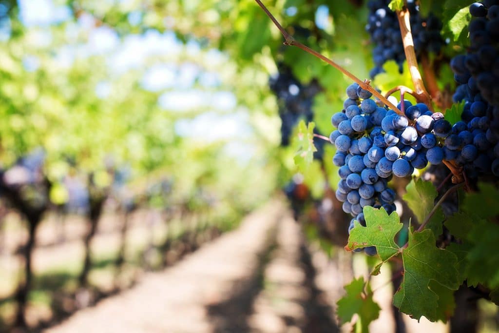 Grapes in Vineyard