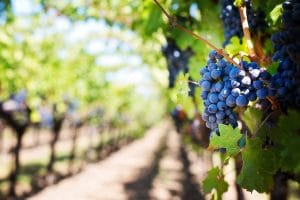 Niagara Fall Wine Harvest