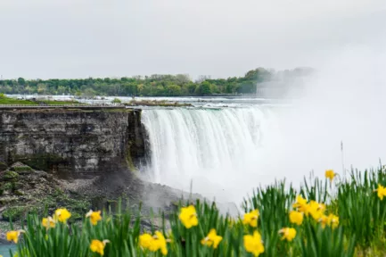 Spring daffodils and Niagara Falls