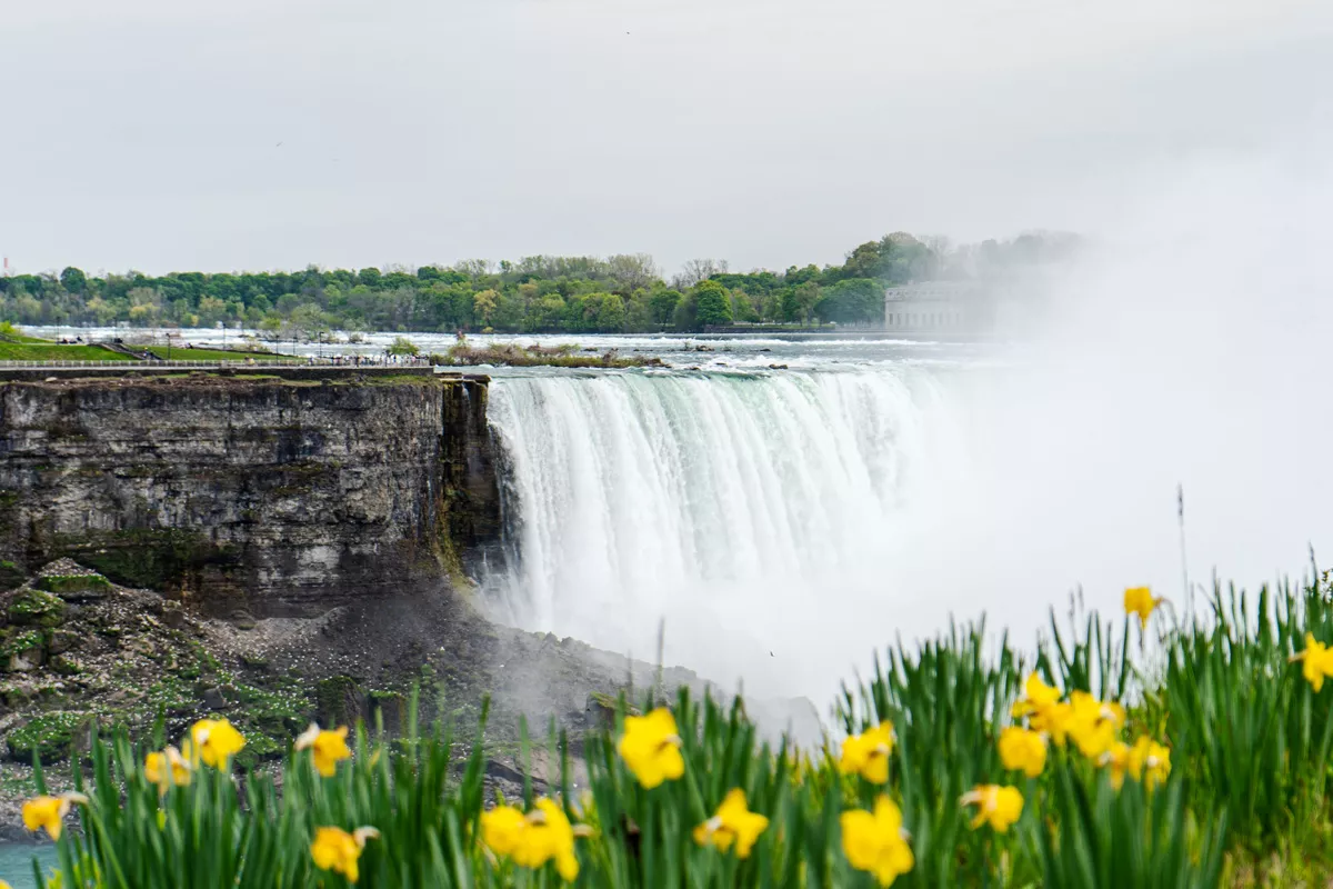 Spring daffodils and Niagara Falls